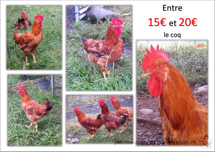 Coq de tout ages de 15 jours a 4 mois