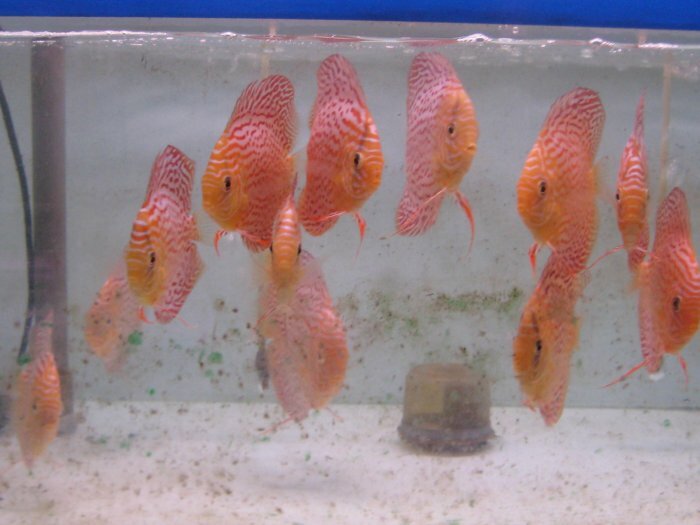 vds poissons discus scalaire barbu