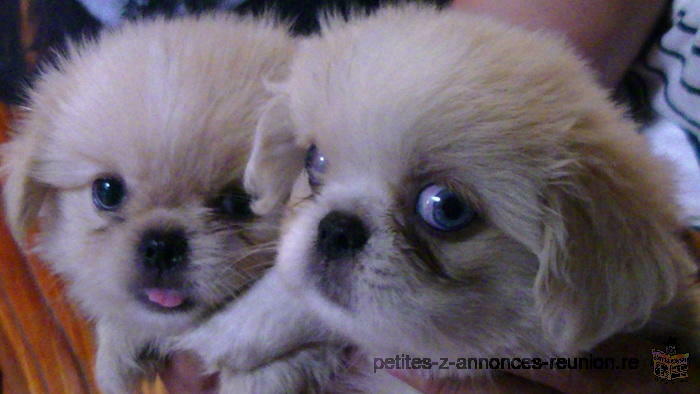 chiot carlin/pekinois