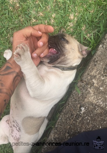 Chiot Bouledogue Français