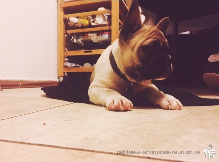 Chiot Bouledogue Français