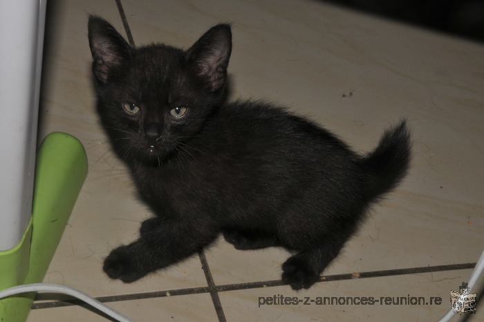 DONNE CHATONS DE 2 MOIS SEVREE PROPRE DOCILE AFFECTEUX