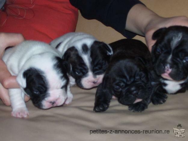 2 chiot Bouledogue Français