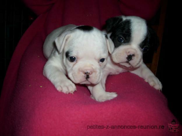 2 chiot Bouledogue Français