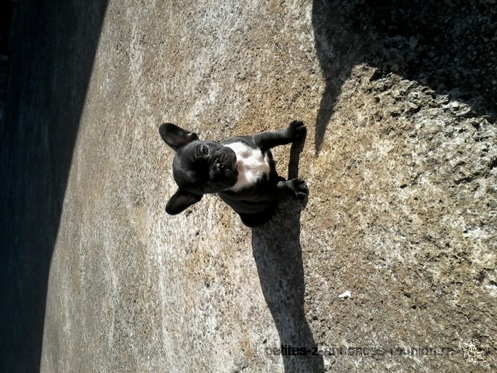 Bouledogue français bringé age 2 mois