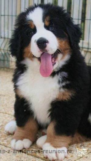 Adoption of my adorable Bernese mountain dog puppies