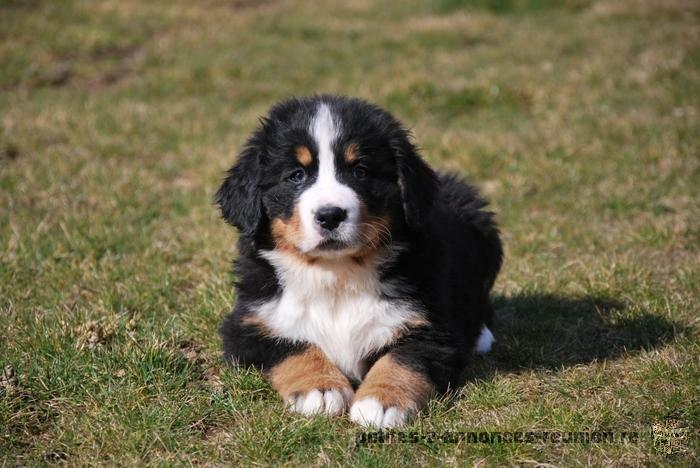 Adoption of my adorable Bernese mountain dog puppies