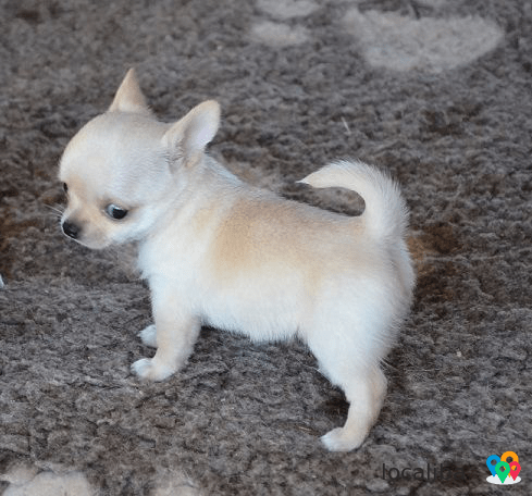 Adorable chiot chihuahua