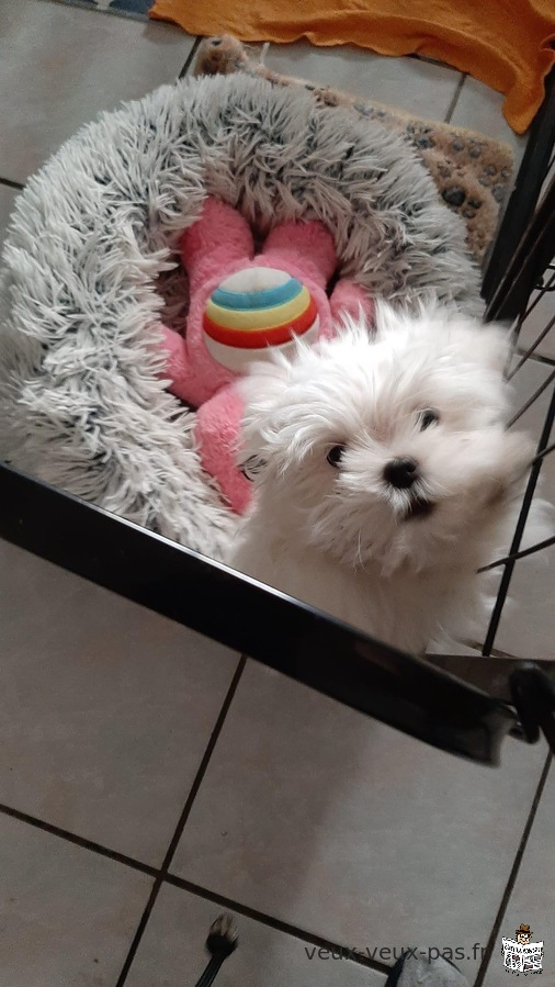 Bichon maltais a donner