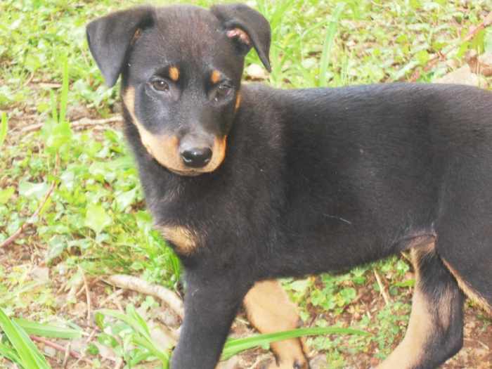 Chiot beauceron