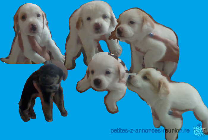 Donne adorables chiots