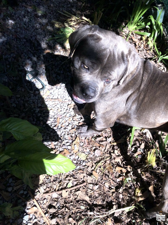 Propose cane corso mâle pour saillie