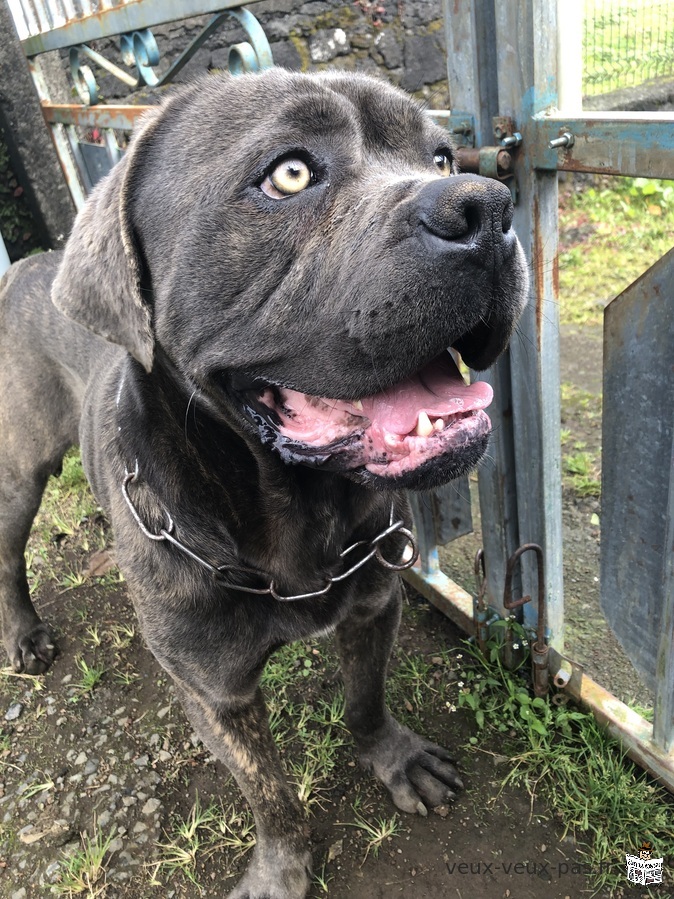 Propose cane corso mâle pour saillie