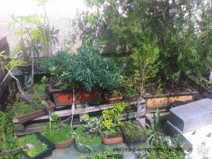 bonsaïs et plantes diverses