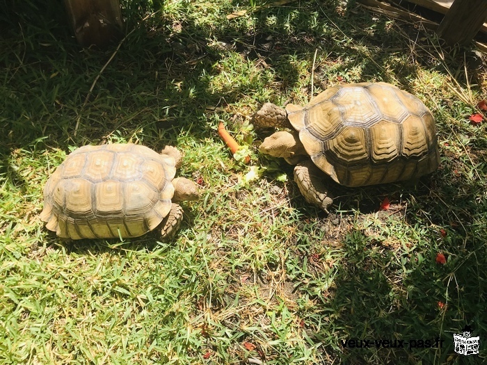 À vendre tortues Sucata