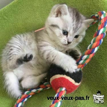 Chatons disponible
