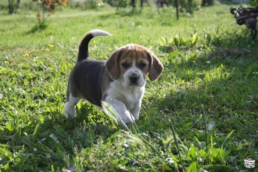 Chiots beagle lof