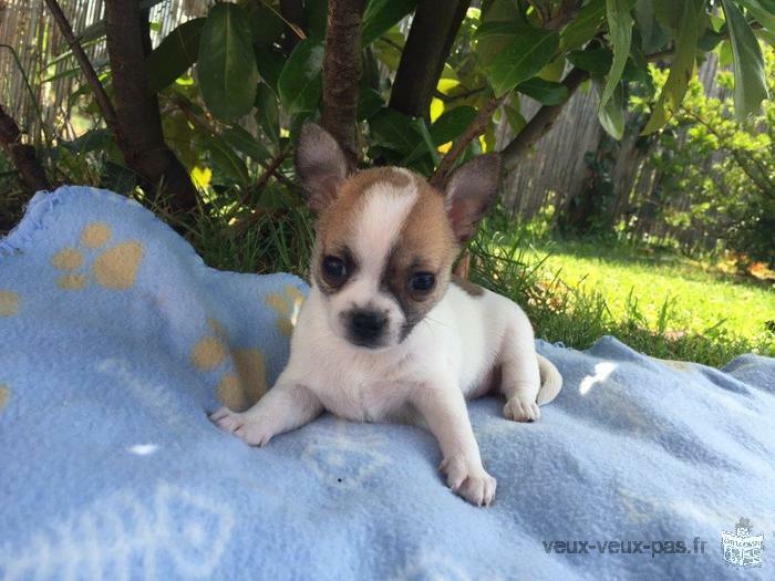 Jolie chiot type chihuahua femelle 3 mois