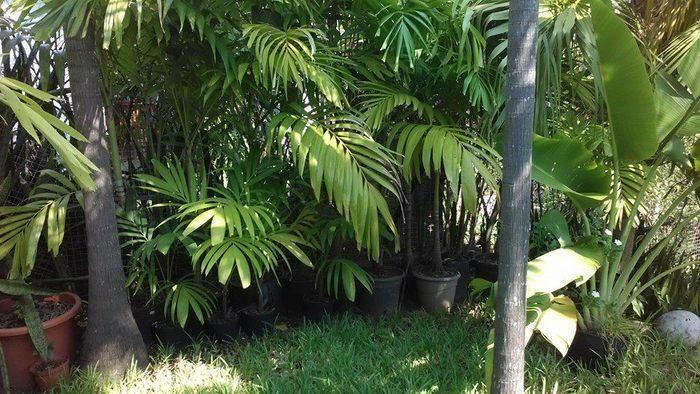 Palmiers et autres plantes diverses