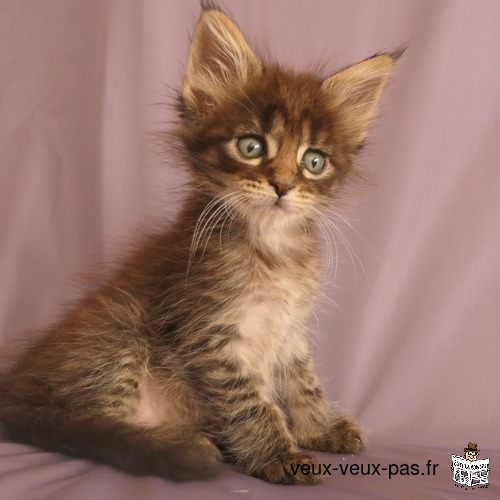 superbes chatons maine coon